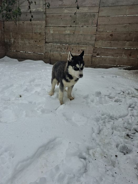 Mascul husky cu ochii albaștri
