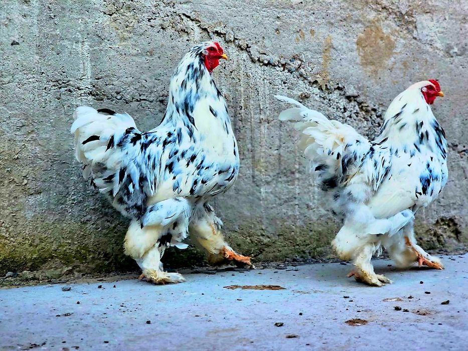 Брама Далматинец қораздары сатылады