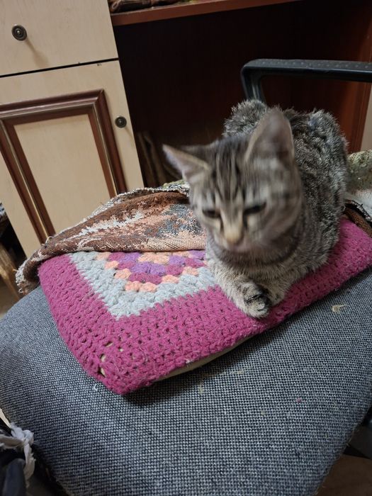 Отдаём бесплатно котика
