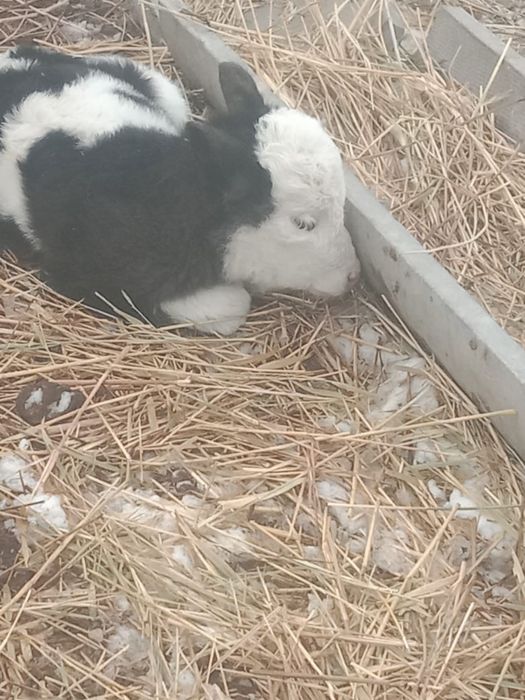 Бузаулы сиыр сатылады