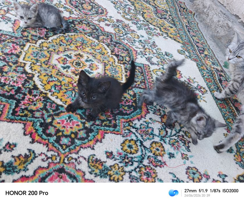 Отдам даром котята