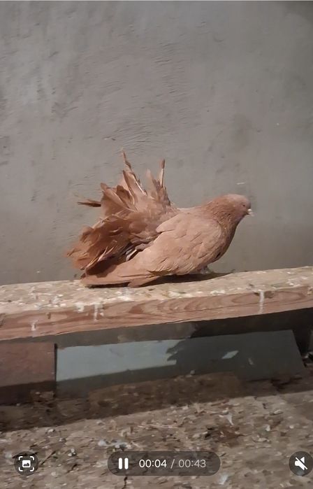 Павлин.голуб.крупный самец