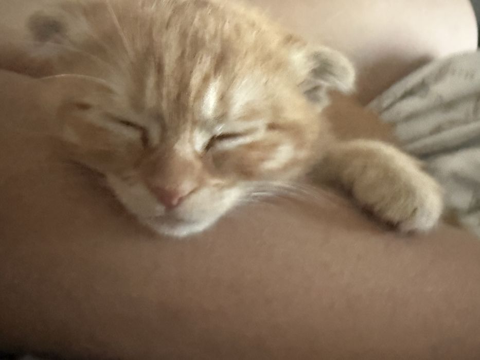 Отдам в хорошие руки кота