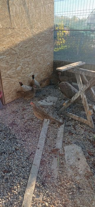 Fazani comun  pereche  si familie