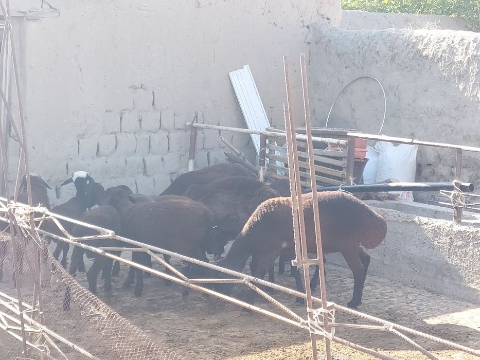 Narxi kelishiladi.