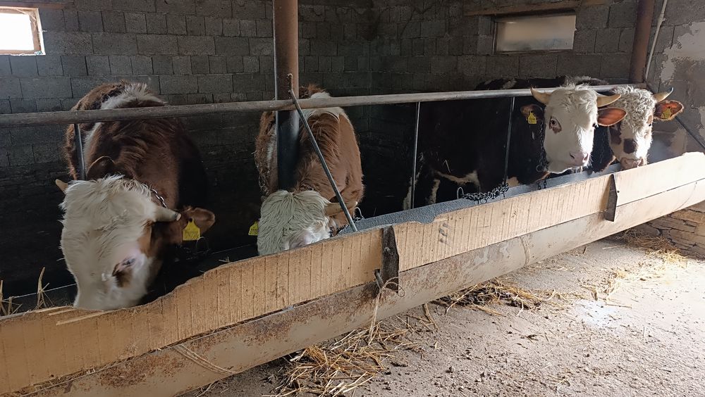 Пародистые бычки Сименталов