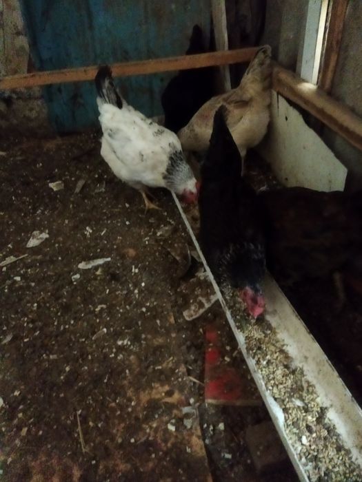 Үй тауықтары жақсы