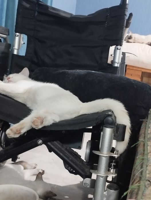 Котята Регдолл,5месяцев отроду))