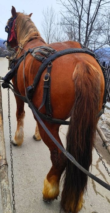 Vând/schimb Armăsar semi greu în vârstă de 4 ani