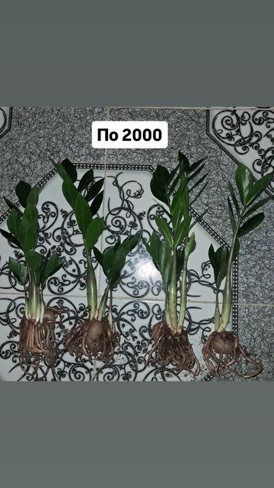 Домашние цветы Мырзакент