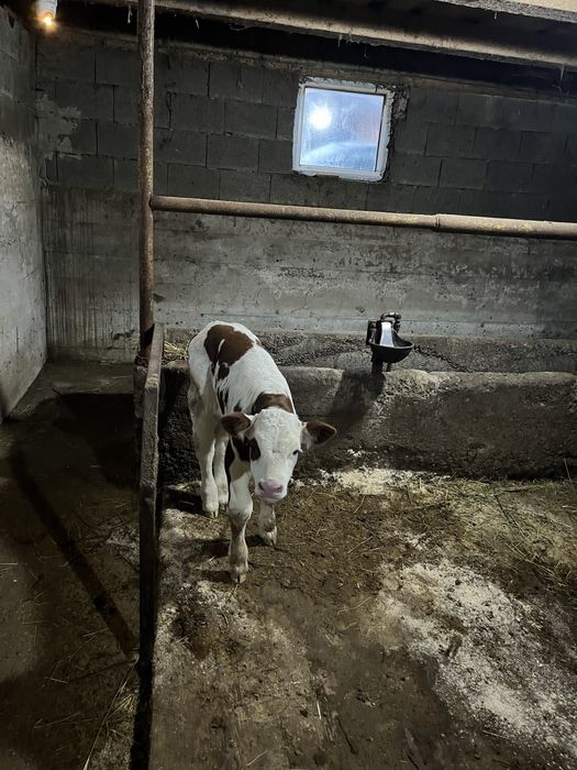 Vand vitel baltat de 10 zile