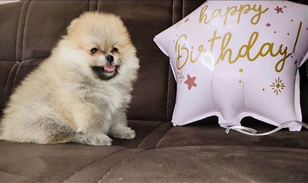 Полдаються шпицы померанский