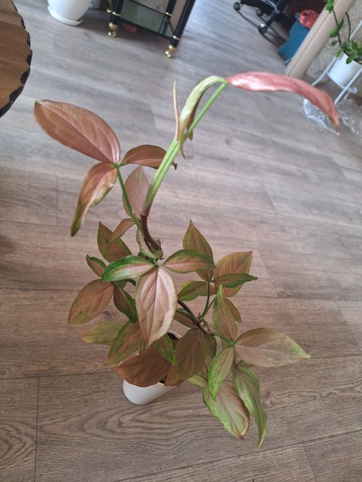 Сингониумы разные продам