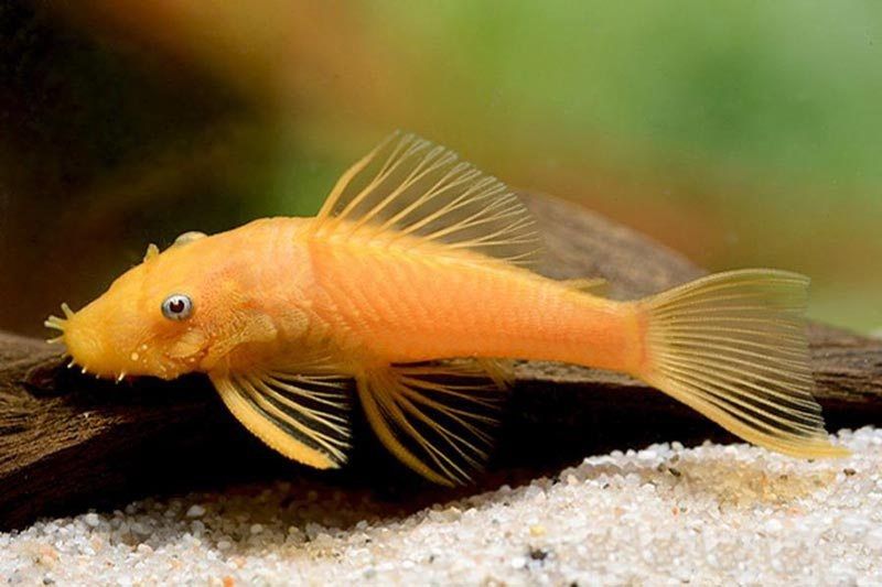 Сомики анцитрусы