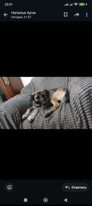 Найдена собака (девочка)