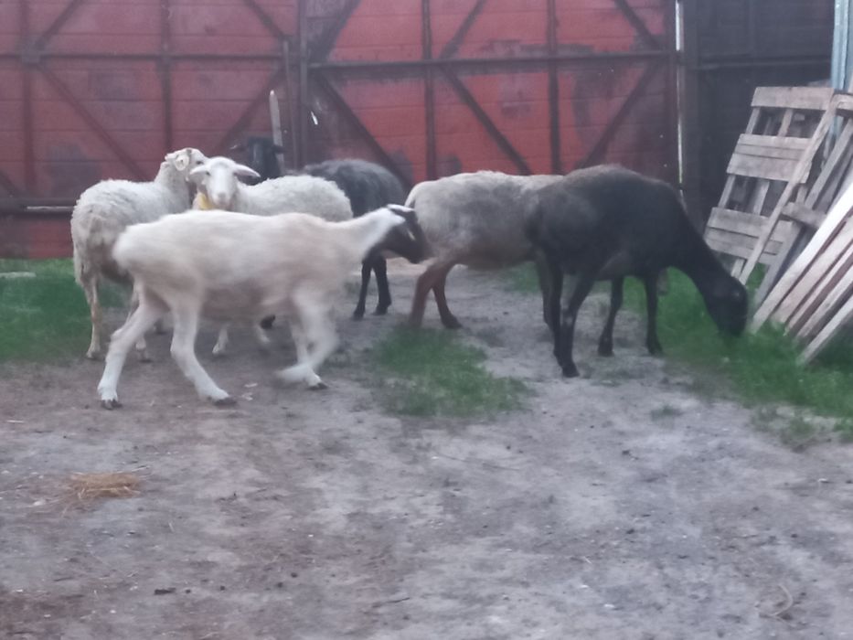 Продам на Курбан-Айт.