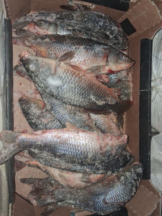 Рыба продаётся  Қостанай