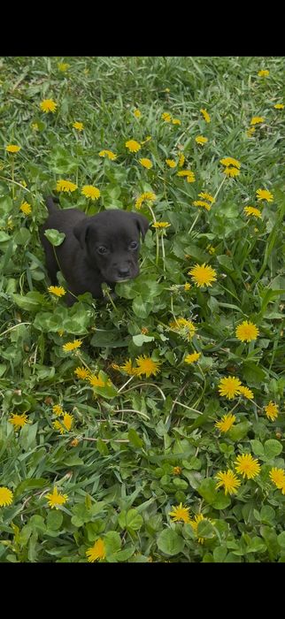 Щенки американского питбультерьера
