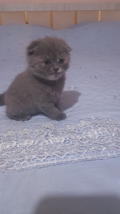 Продаются котята Британские Веслаухие