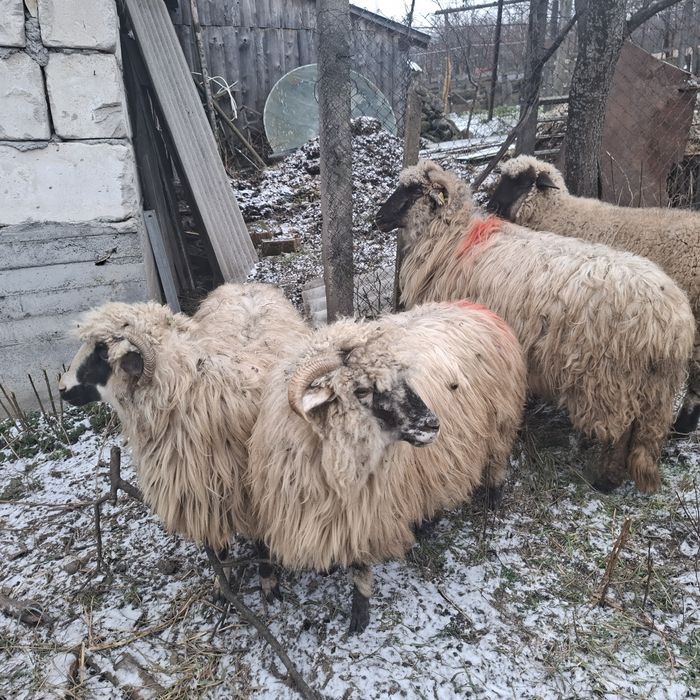 Vând patru oi tinere