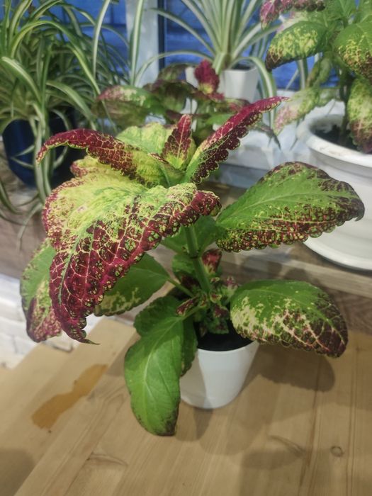 продам цветы для школы