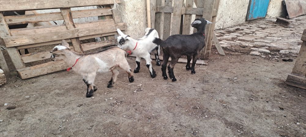 Породный Ешкі сатылады