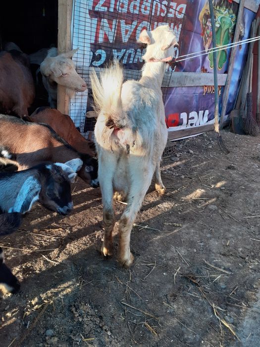 Caprita metis sanen cu anglo