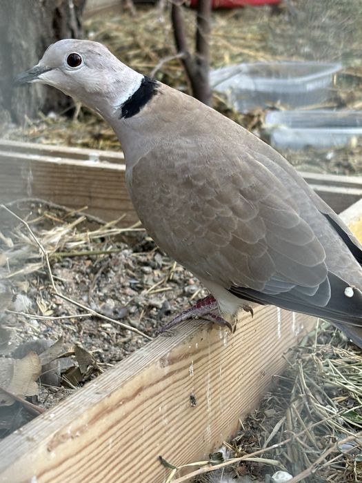 Смеющиеся горлицы