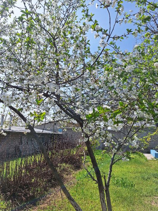 Продаётся своя  дача в Паркентском районе