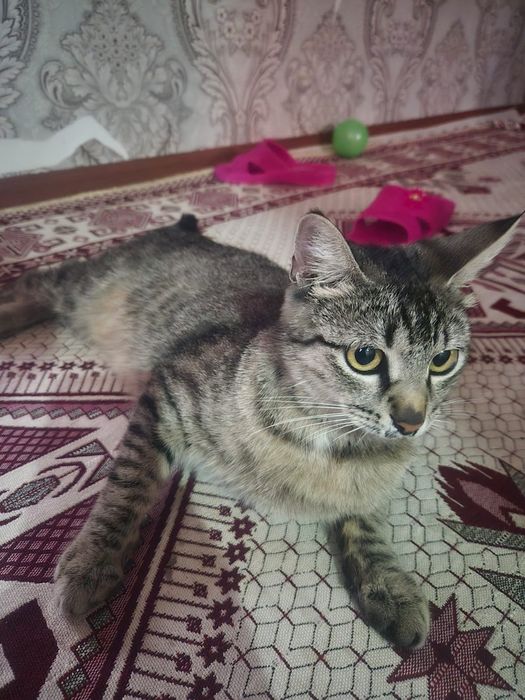Отдам кошку добрые руки