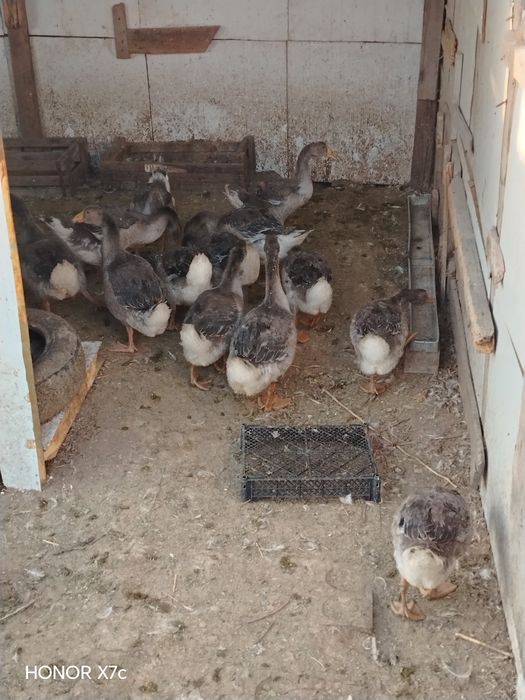 Продам гусята молодые