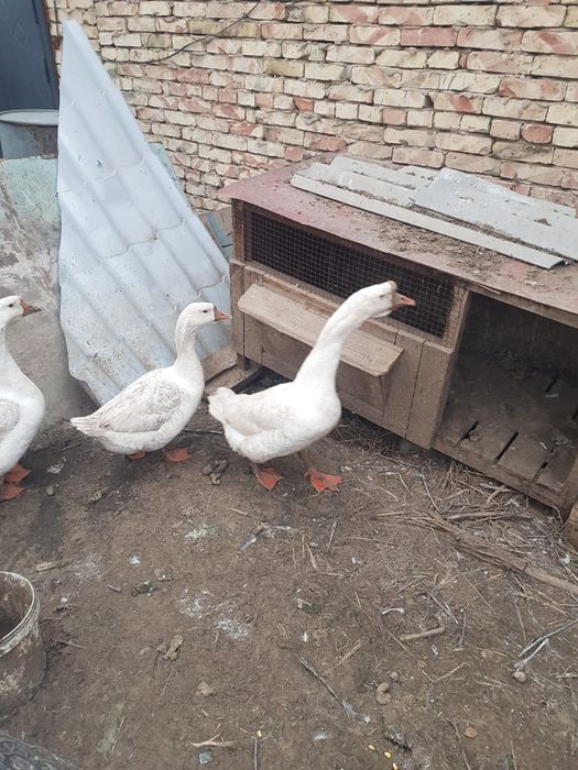 Продам гусей смесь линды с губернаторской