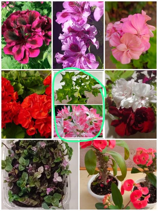 Продам цветы  укоренённые