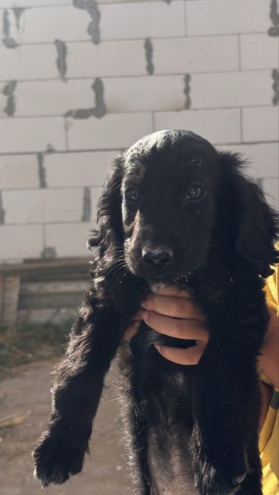 Кокер спаниель күшігі