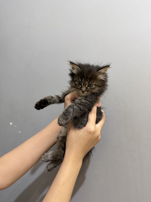 Милые котята в добрые руки