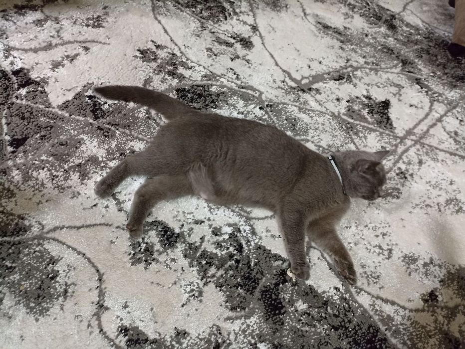 Mushuk qornida bolasi bor