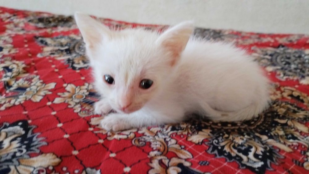 Котёнок в добрые руки