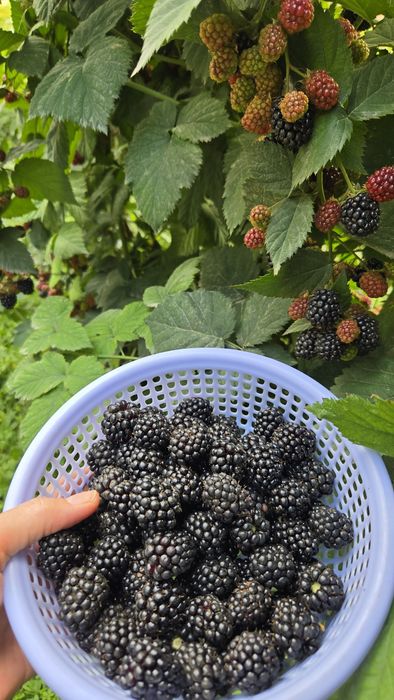 Продам ежемалину