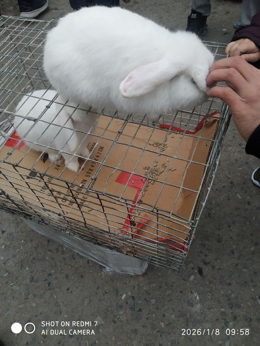 Baran Karli zoti toza