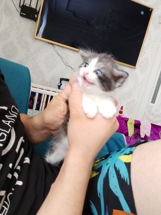 Отдам котёнка мальчика бесплатно