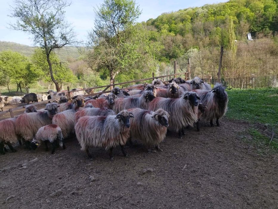 Vând oii și miei. Detali la nr. de tel