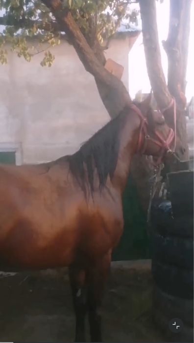 Бапталған айғыр,жылқы