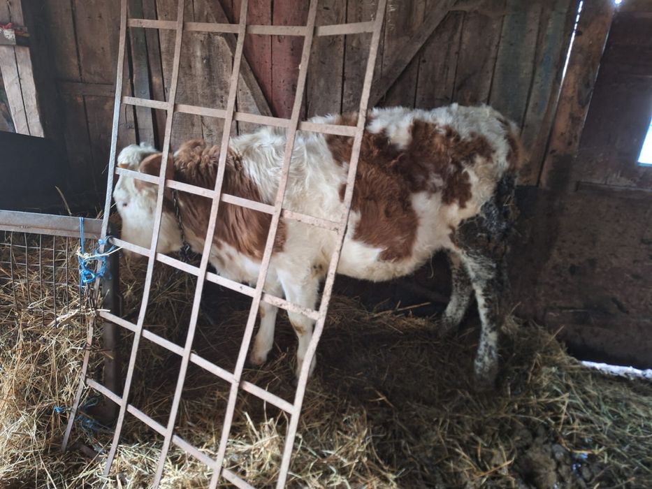 Vitea de 1 an de zile