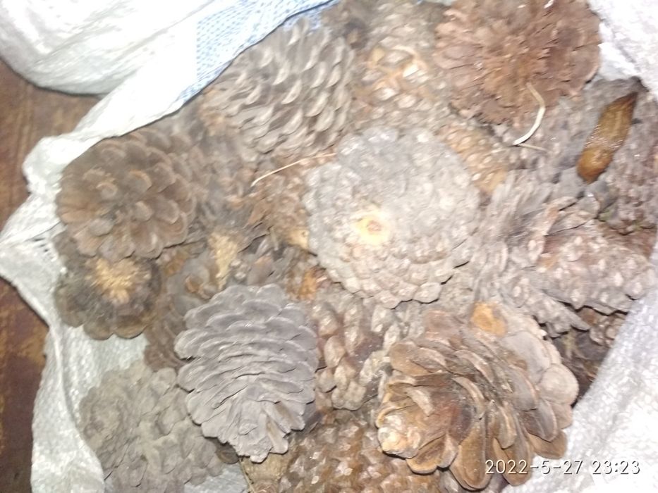 Шишки ёлочные натуральные