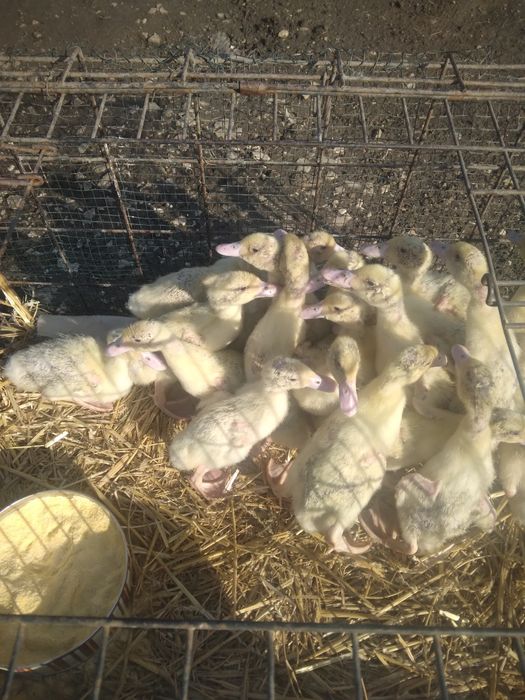 Rățuște Mulard, leșești și gălăgioase