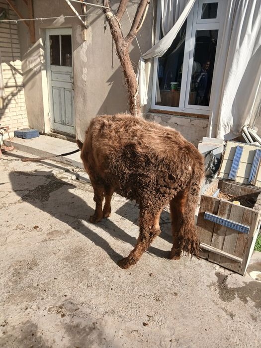 Buqacha sotiladi yeyishi yaxshi kamchiligi yoq 100%