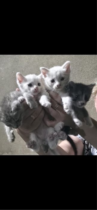 Котята сиамские