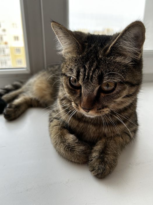 Отдам кошку (котенок)