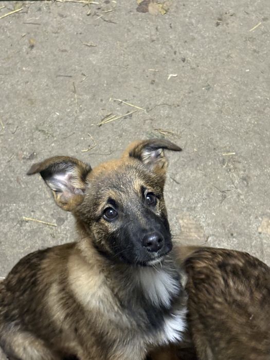 Ofer spre adoptie catei (talie medie/mare) + 2 pisicute (motanei)