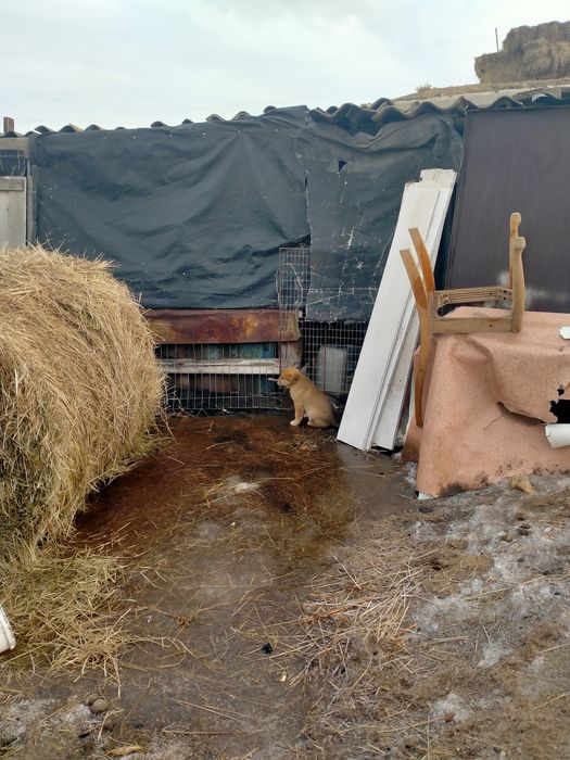 Продам Щенок девочка